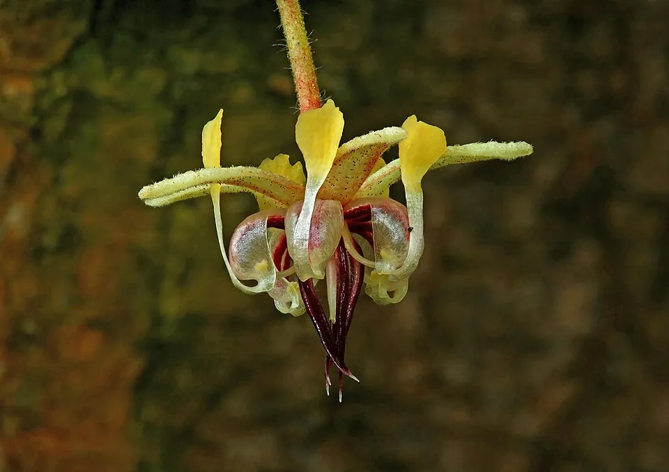 カカオの花