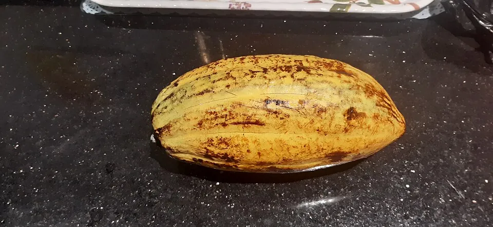 収穫したカカオの実