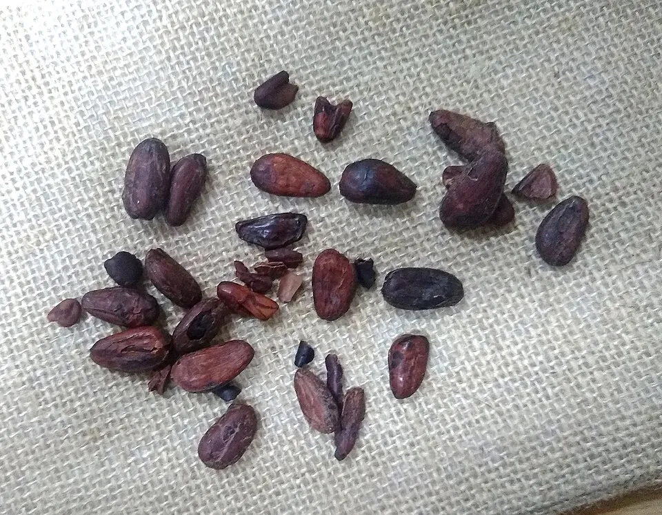 焙煎したカカオ豆